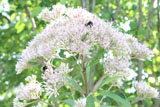 Joe Pye Weed